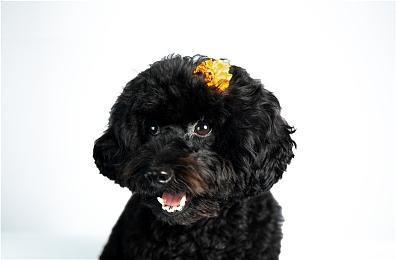 数字生活新伙伴：《Ai Vpet＆守护与智友》测试服开放在即